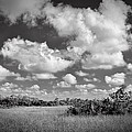 Everglades LandscapeBW-5
