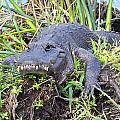 Alligator Overbite