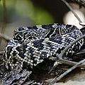 Eastern Diamondback-1