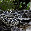 Eastern diamondback-2