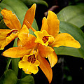 Orange Spotted Lip Cattleya orchid
