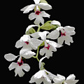 Calanthe Vestita Orchid