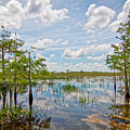 Everglades Landscape 5210