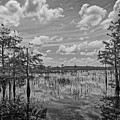 Florida everglades 5210BW